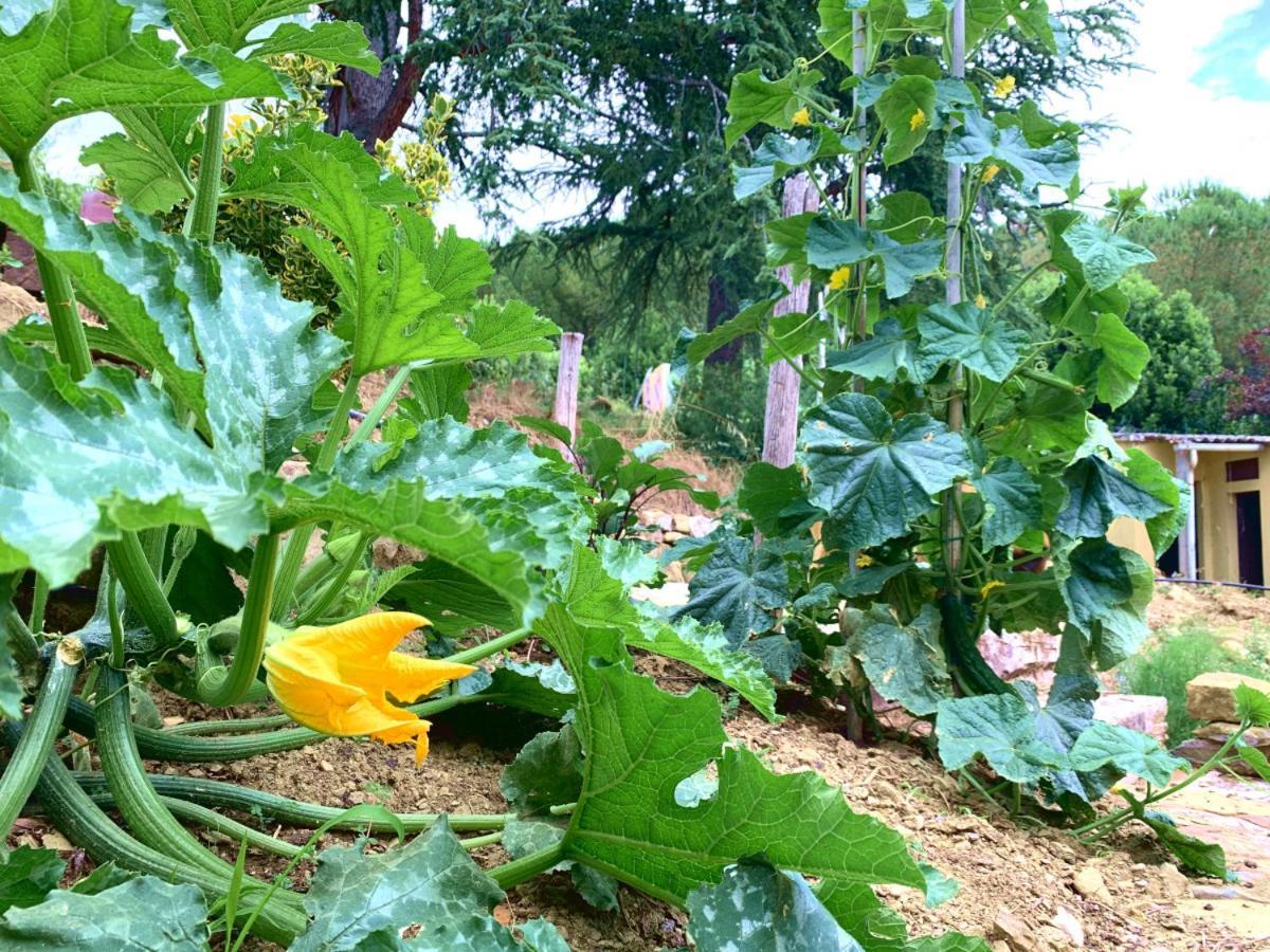 Agriturismo La Collina Toscana Pieve a Maiano ภายนอก รูปภาพ