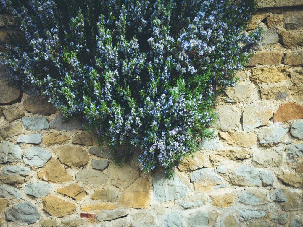 Agriturismo La Collina Toscana Pieve a Maiano ภายนอก รูปภาพ